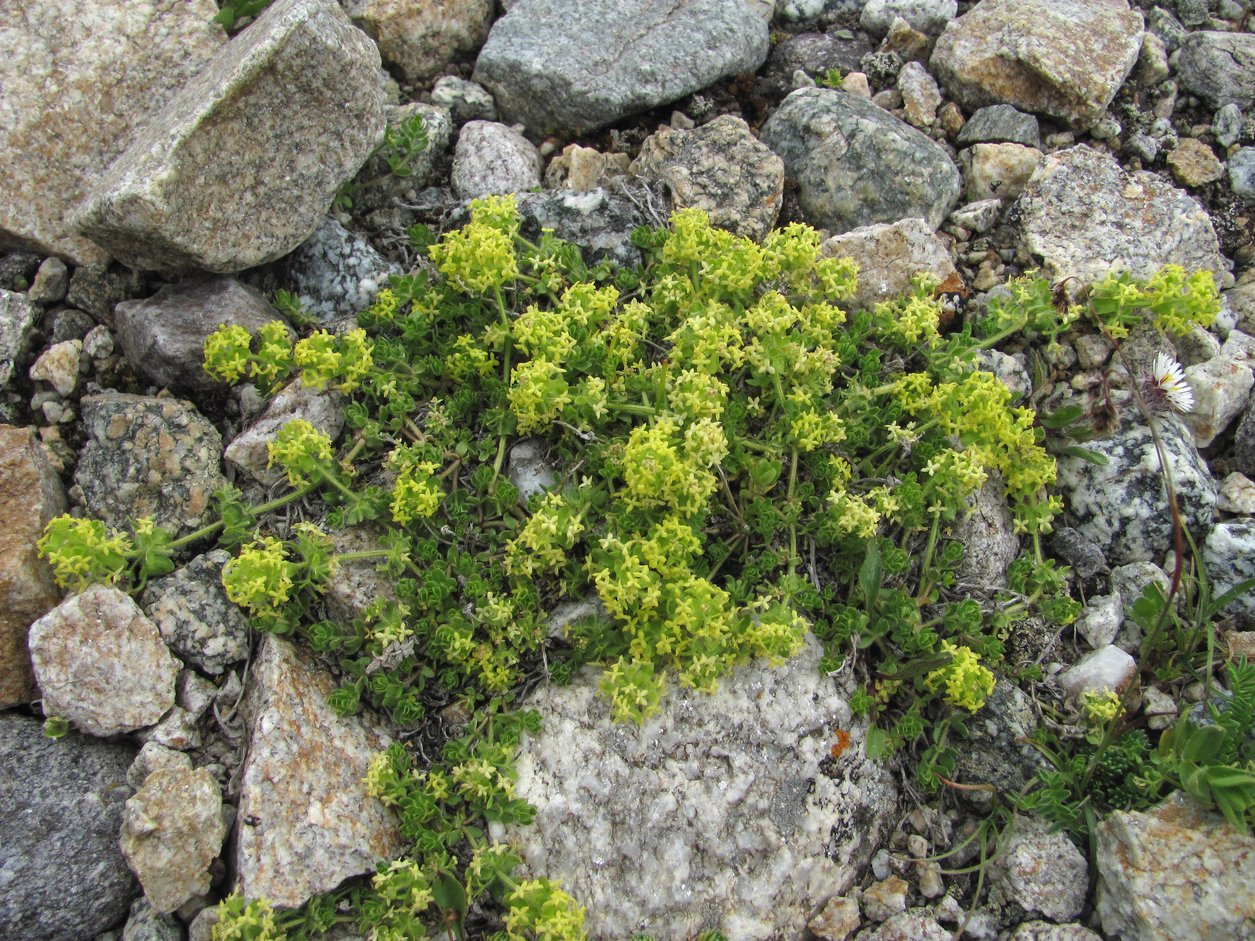 Изображение особи род Cruciata.