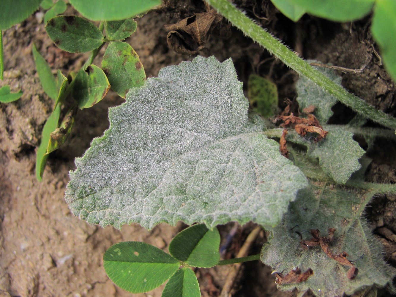 Image of Salvia verticillata specimen.