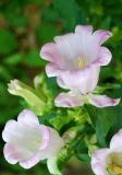 Campanula medium