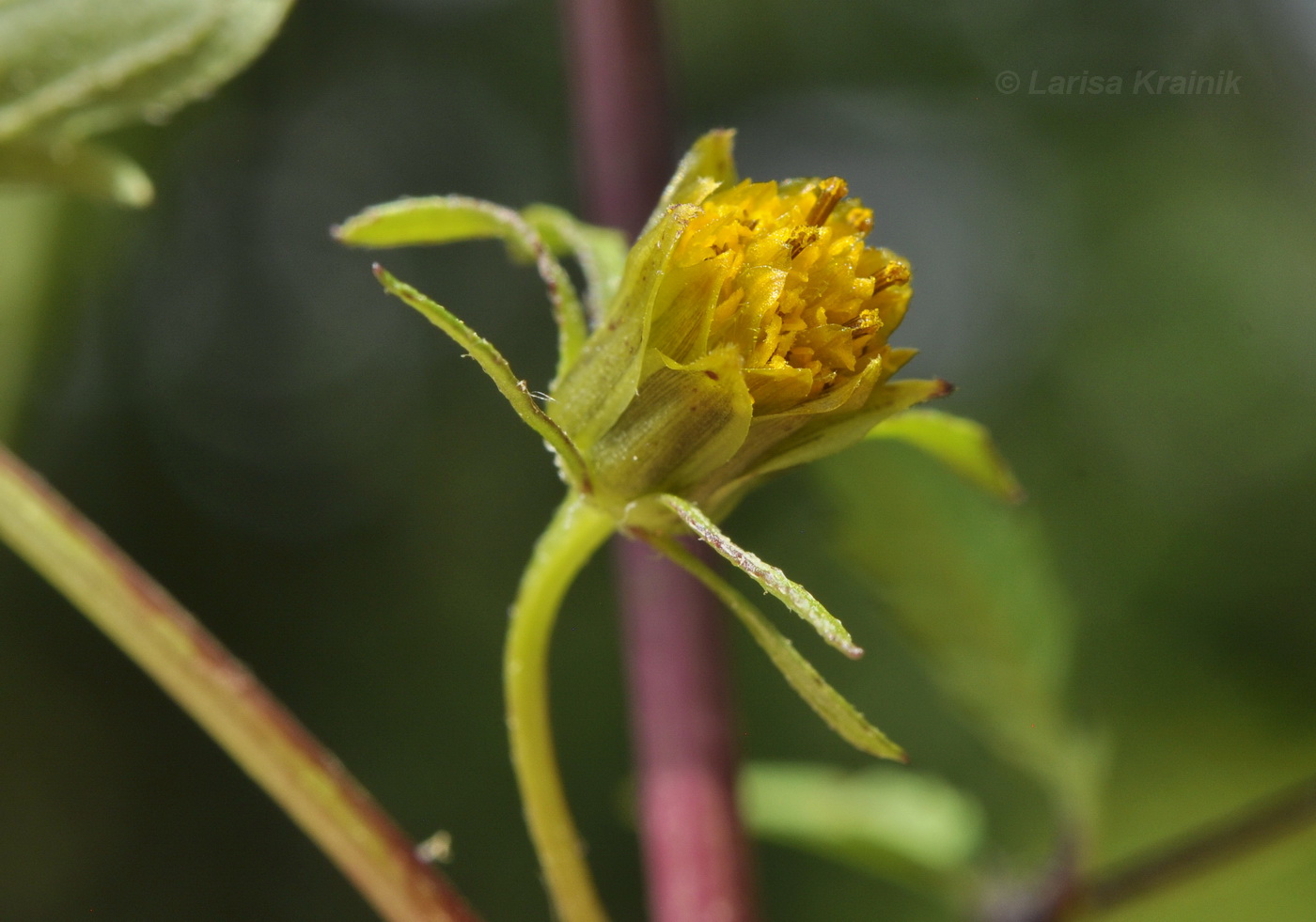 Изображение особи Bidens frondosa.