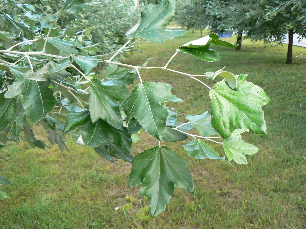 Изображение особи Populus alba.