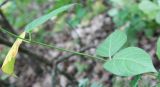 Vincetoxicum scandens