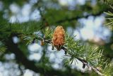 Larix sibirica. Ветвь с семенной шишкой. Видно опушение семенных чешуй шишки. Восточный Казахстан, территория Маркакольского заповедника. Август 2008 г.