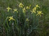 Iris halophila