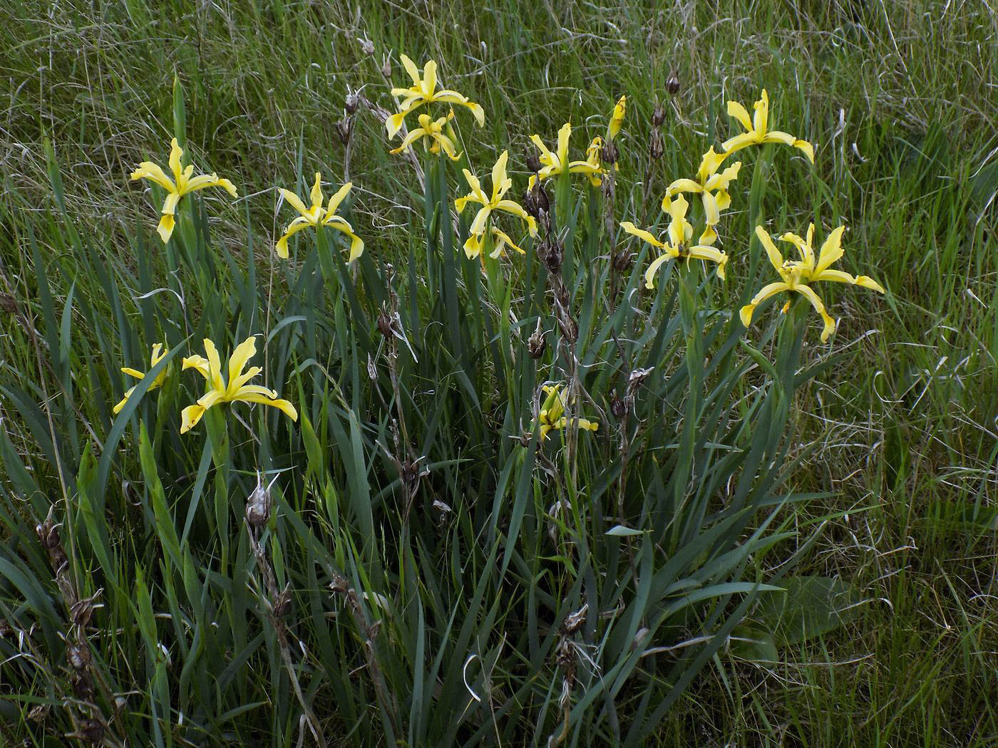 Изображение особи Iris halophila.