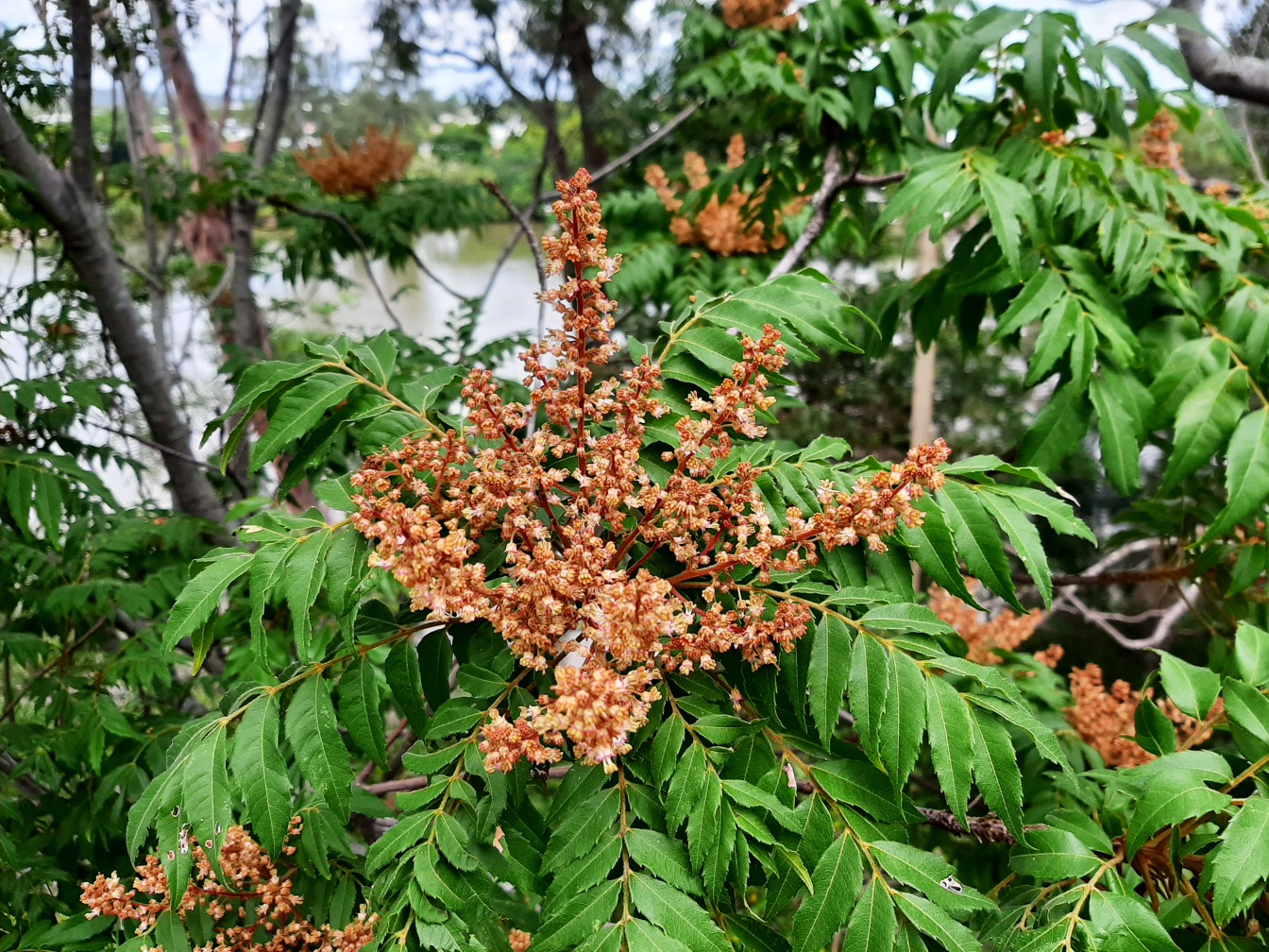 Изображение особи Jagera pseudorhus.