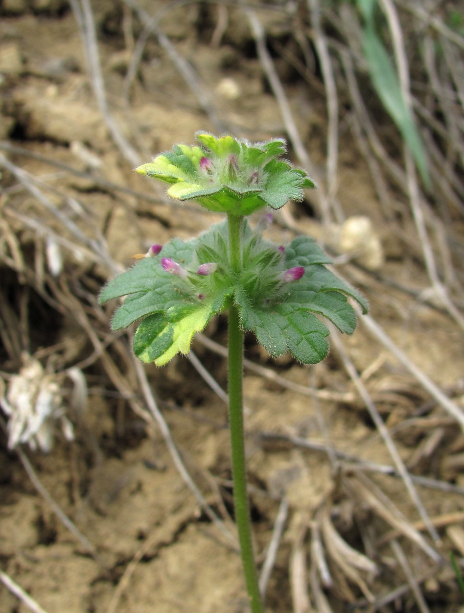 Image of Lamium amplexicaule specimen.