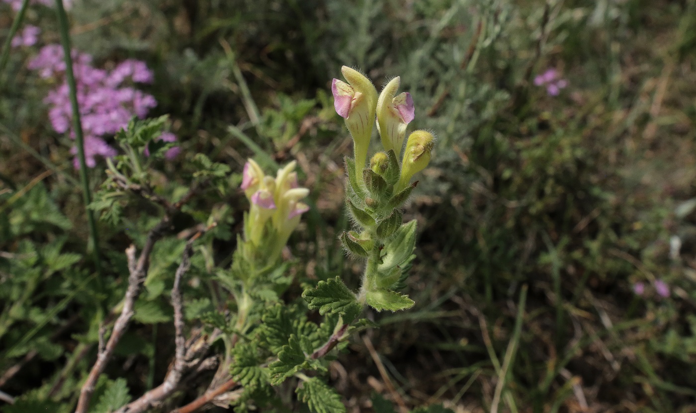 Image of Scutellaria adsurgens specimen.