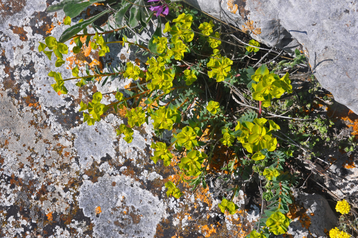 Изображение особи Euphorbia petrophila.