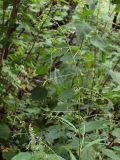 Prenanthes tatarinowii