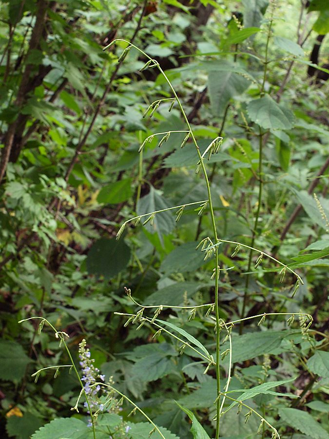 Image of Prenanthes tatarinowii specimen.