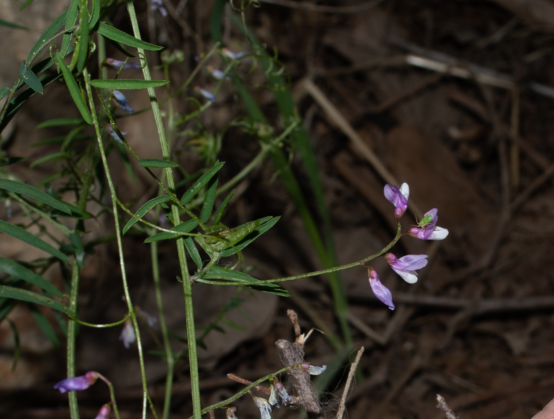 Image of Vicia palaestina specimen.