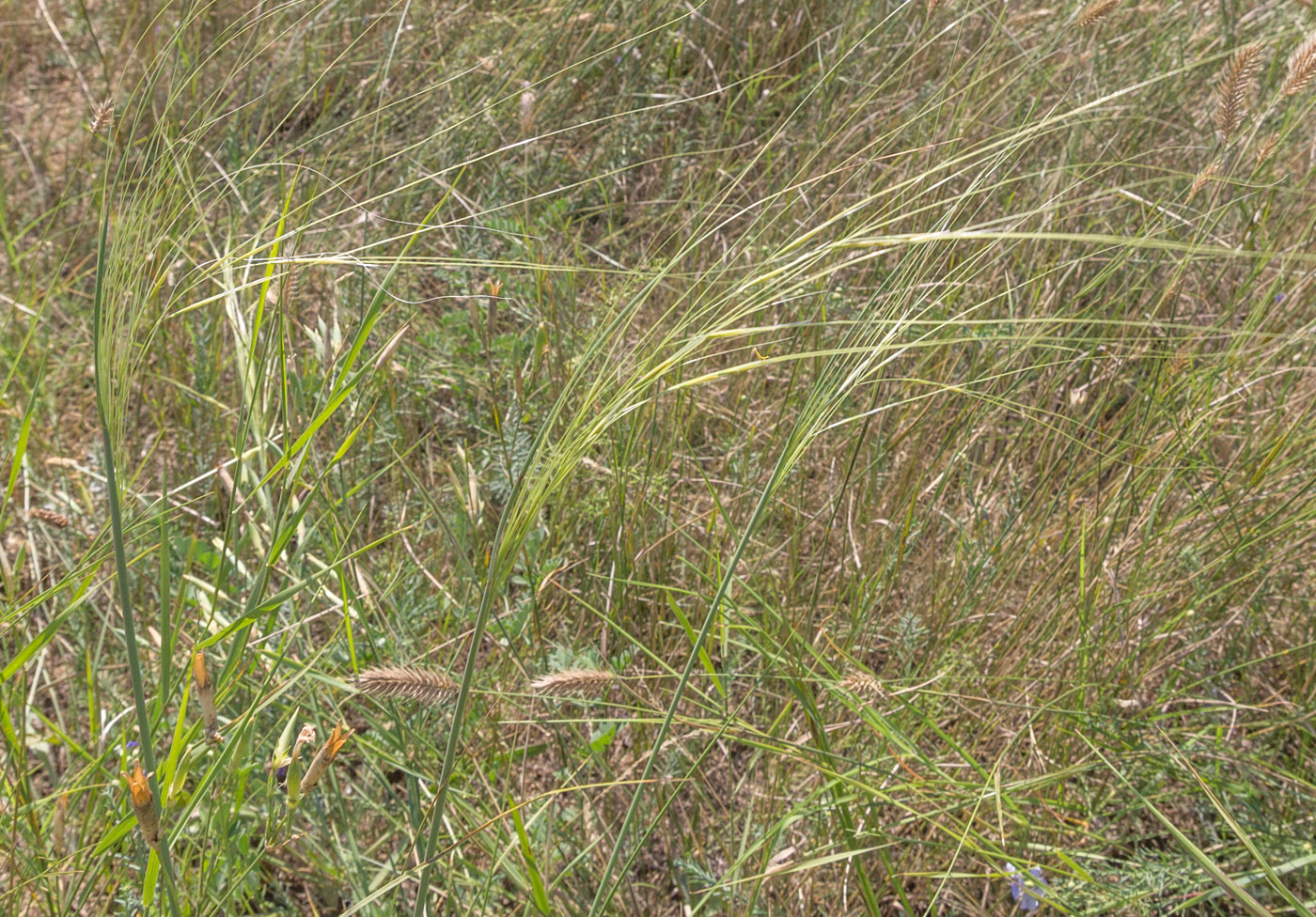 Image of Stipa capillata specimen.