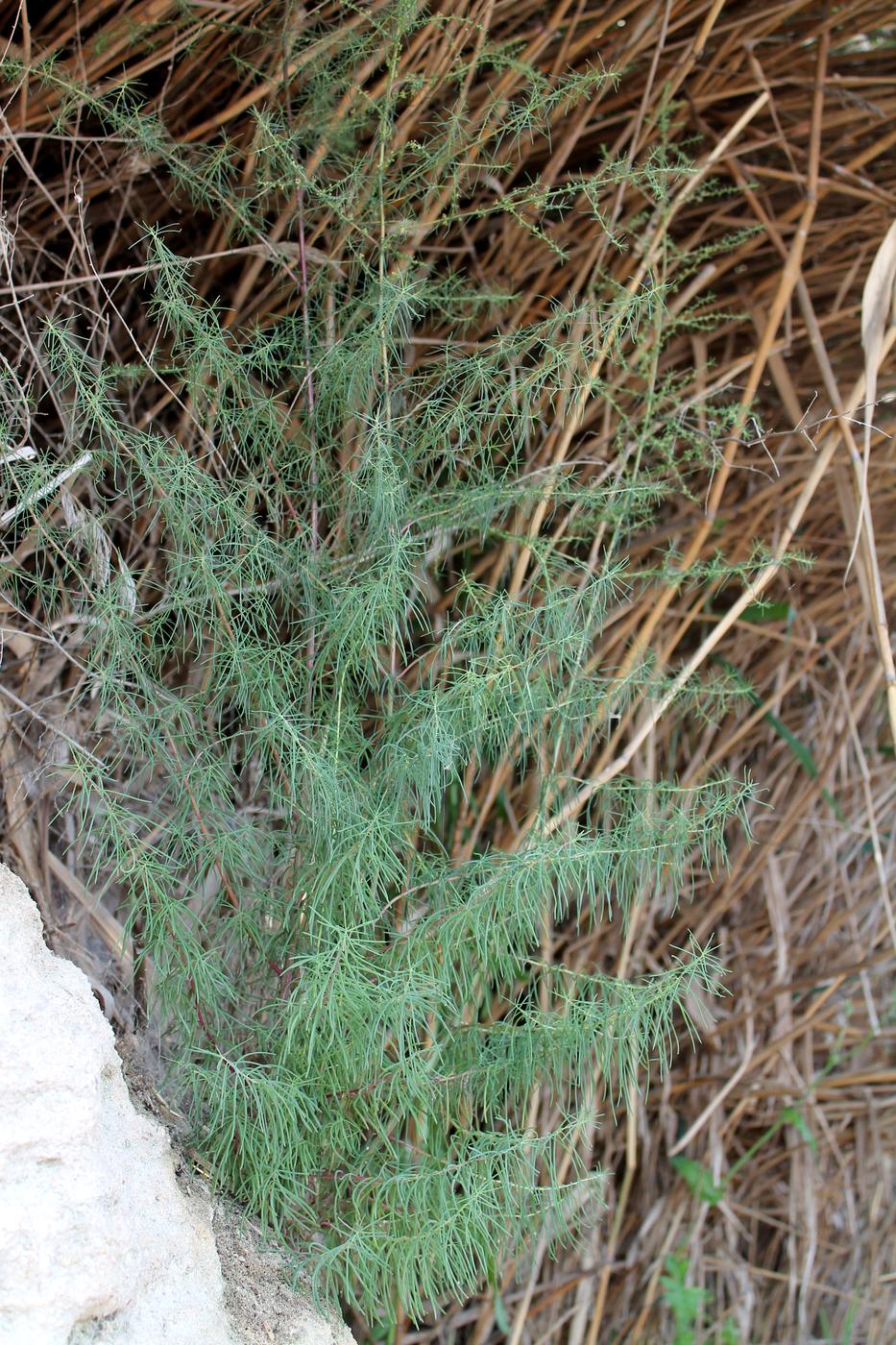 Изображение особи Salsola collina.