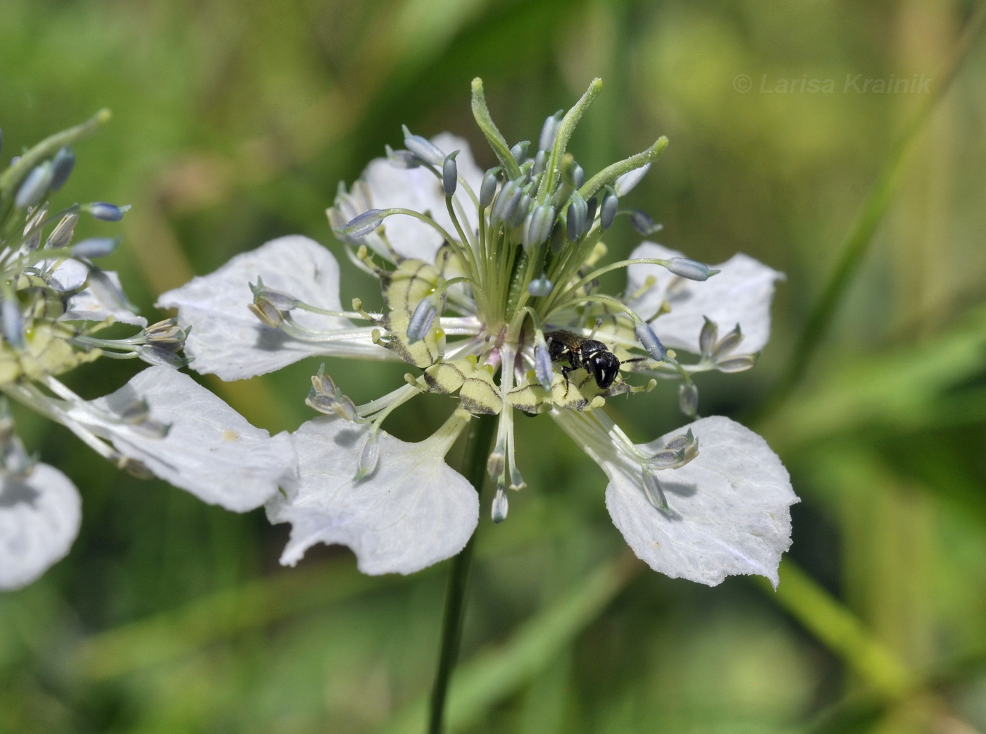 Image of Nigella arvensis specimen.