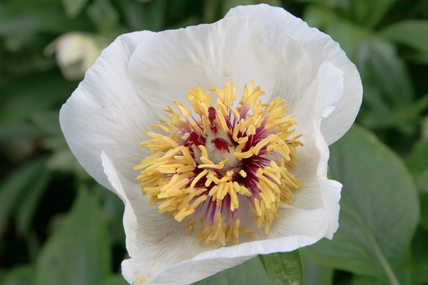 Изображение особи Paeonia wittmanniana.