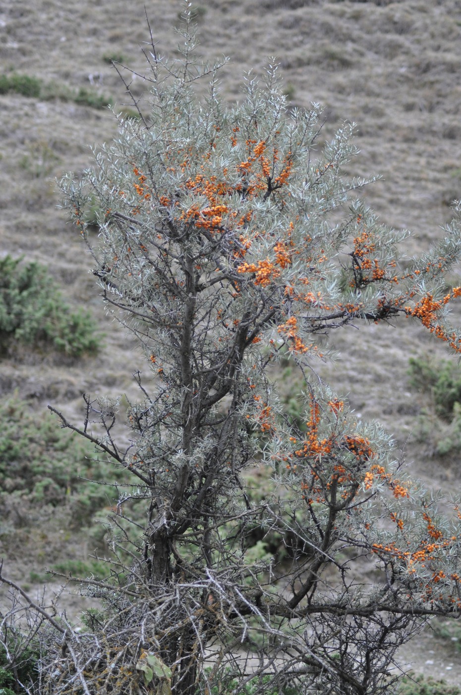 Image of Hippophae rhamnoides specimen.