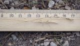 genus Festuca. Верхушки плодоносящих побегов. Пермский край, Кунгурский р-н, правый берег р. Сылва, ур. Камень Ермак, вершина скального обнажения. 11.07.2021.