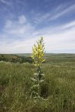 Verbascum songaricum. Цветущее растение. Южный Казахстан, вершина 797.3 0.5 км западнее шоссе Корниловка-Пестели. 23.05.2010.