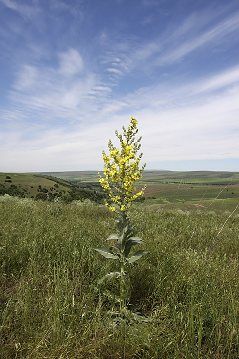 Изображение особи Verbascum songaricum.