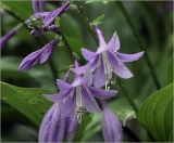 Hosta fortunei