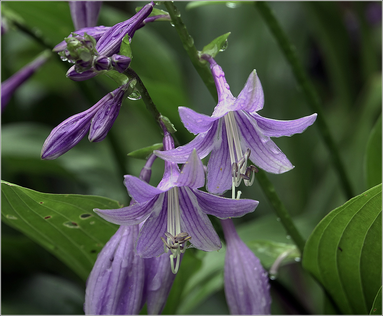 Изображение особи Hosta fortunei.