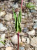 Gastrolychnis brachypetala. Часть побега. Магаданская обл., Ольский р-н, окр. пос. Гадля, р. Ола, на галечнике. 07.08.2021.