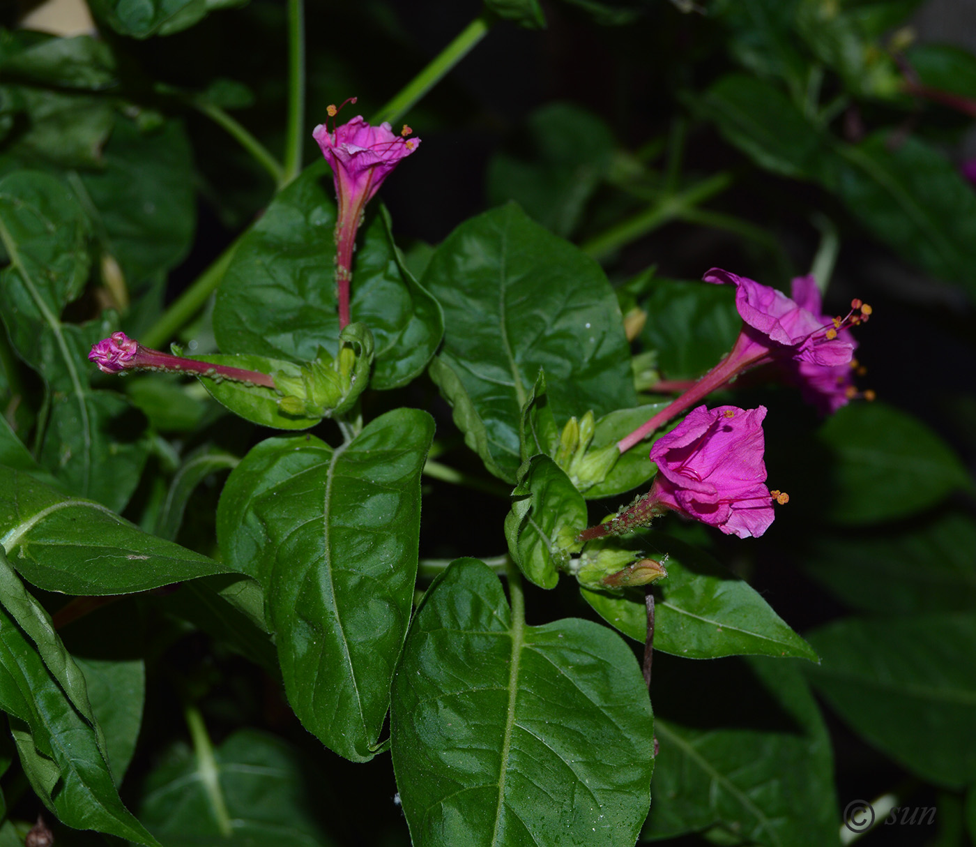 Изображение особи Mirabilis jalapa.