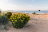 Tanacetum vulgare. Цветущие растения (слева - заросли Leymus arenarius). Ленинградская обл., Кингисеппский р-н, Финский залив; Кургальский риф, о. Сейнетлуда, песчаный пляж. 15.08.2020.