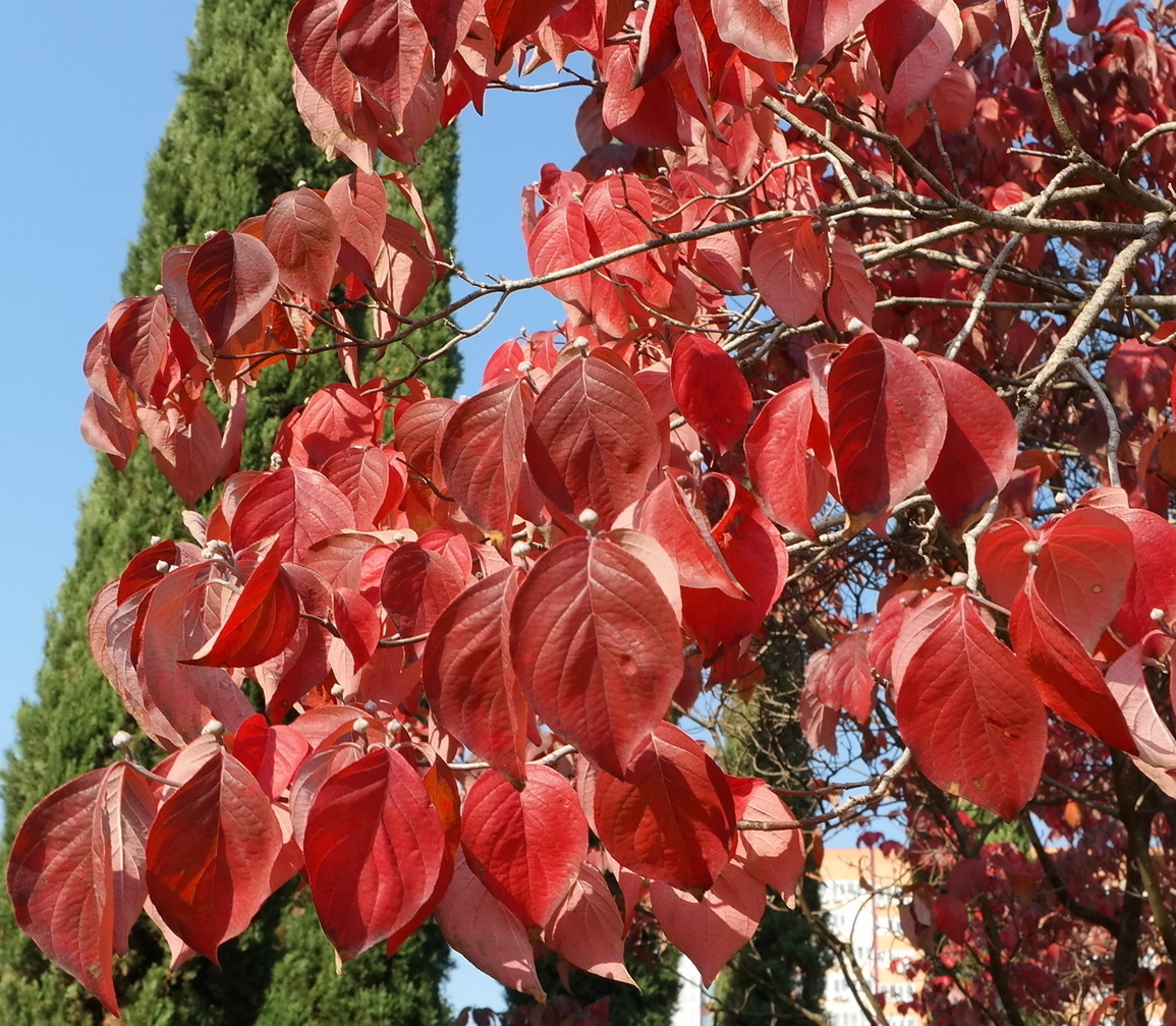 Image of Cynoxylon florida specimen.