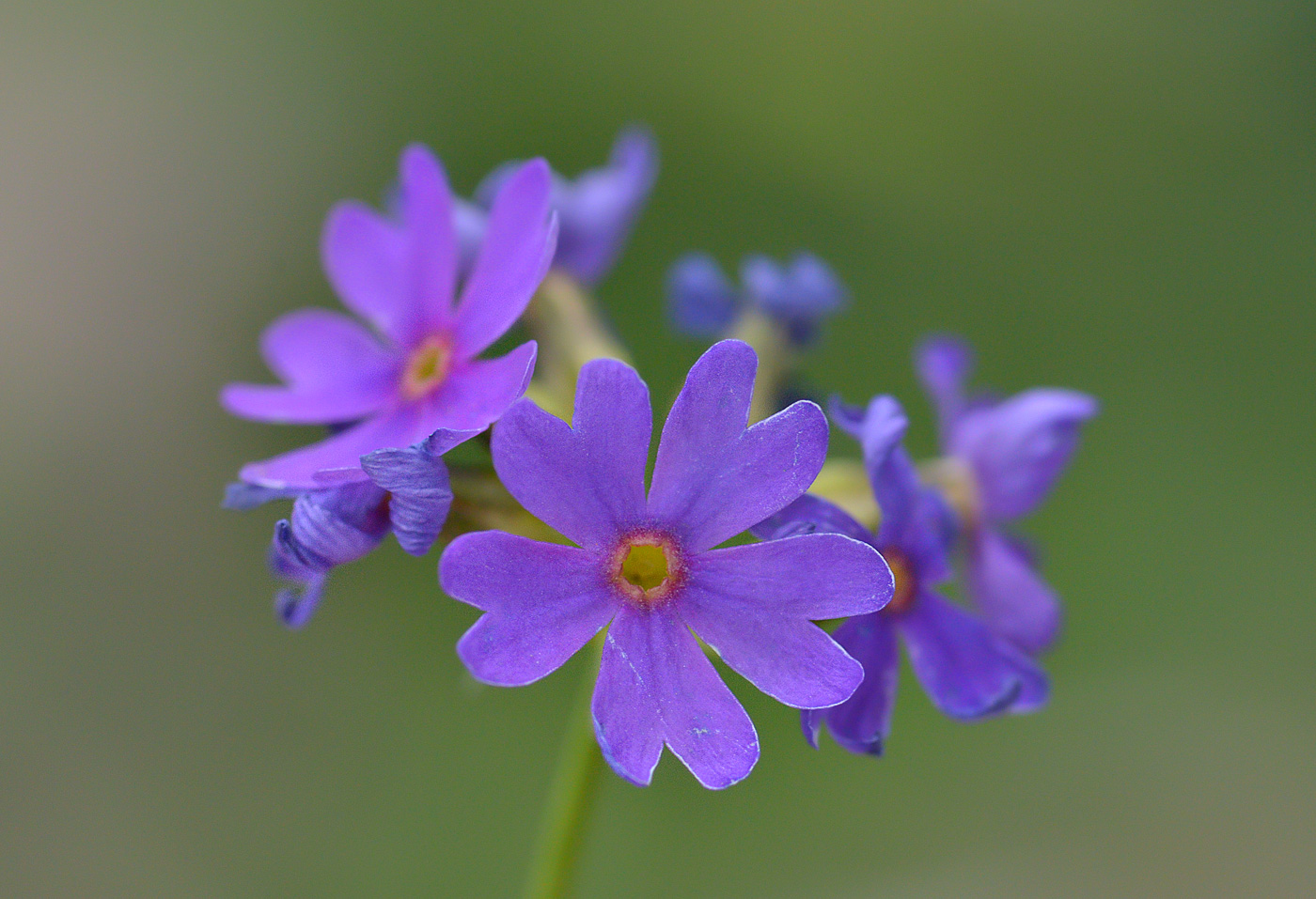 Image of Primula amoena specimen.