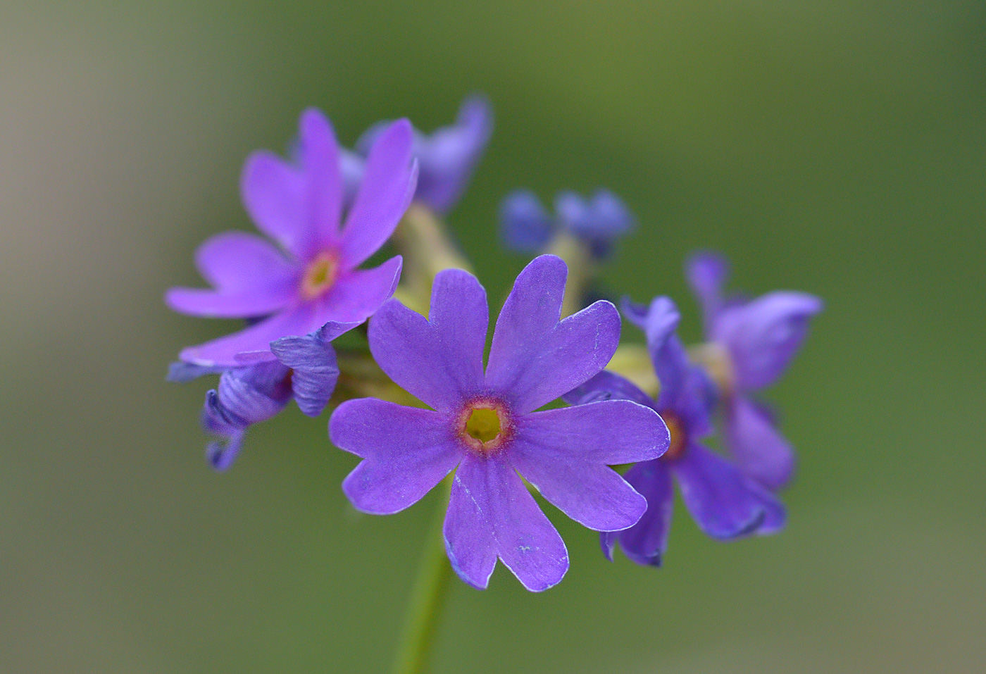 Image of Primula amoena specimen.