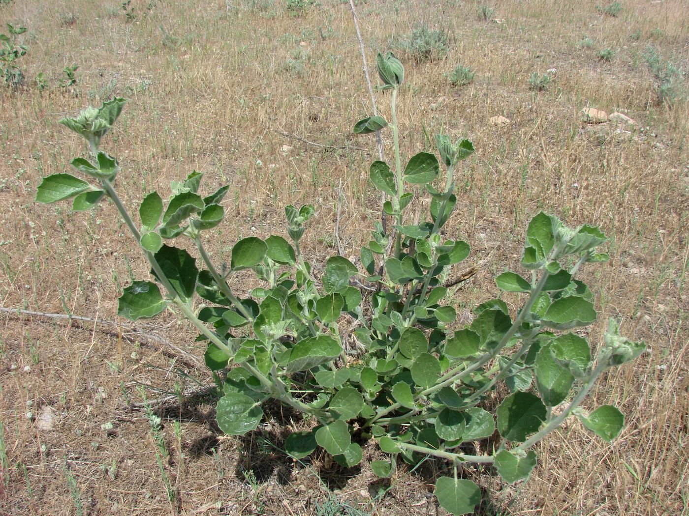 Image of Psoralea drupacea specimen.