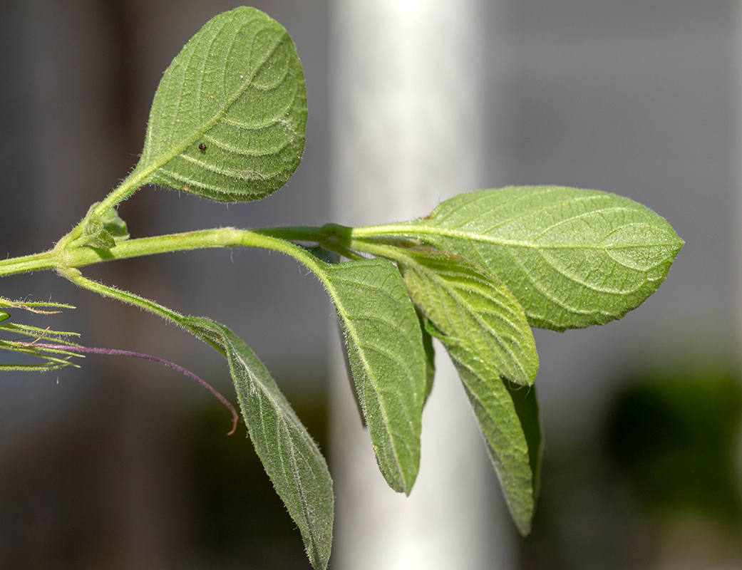 Image of Dyschoriste thunbergiiflora specimen.
