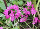 Allium oreophilum