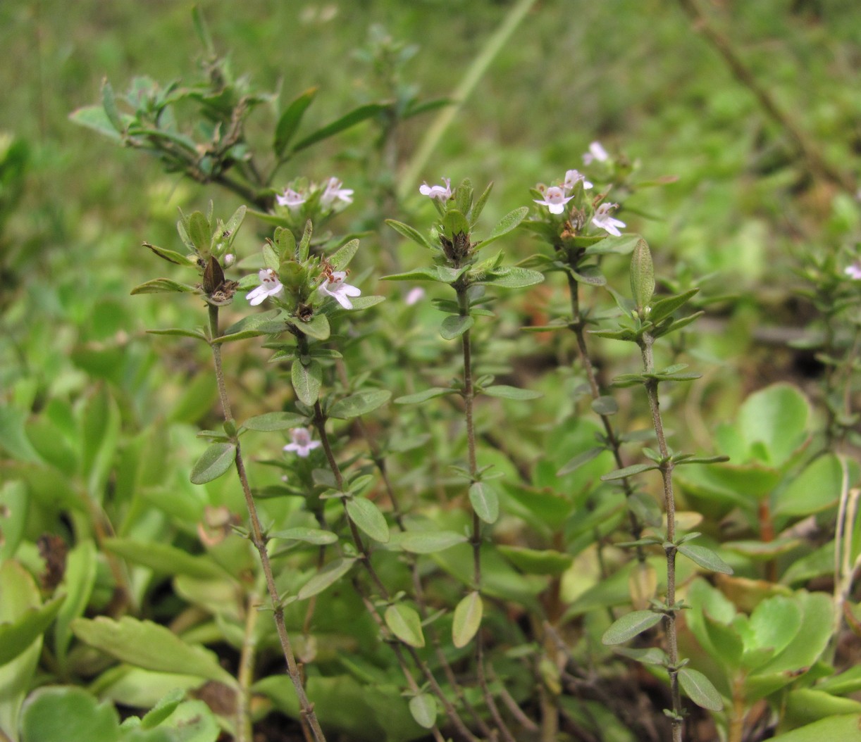 Image of Satureja subdentata specimen.