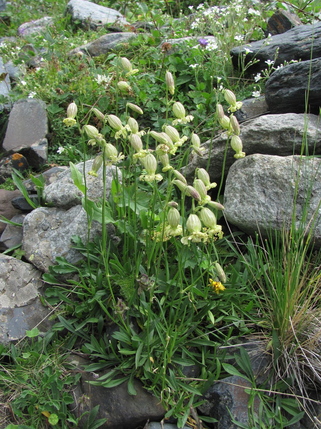 Image of Silene lychnidea specimen.