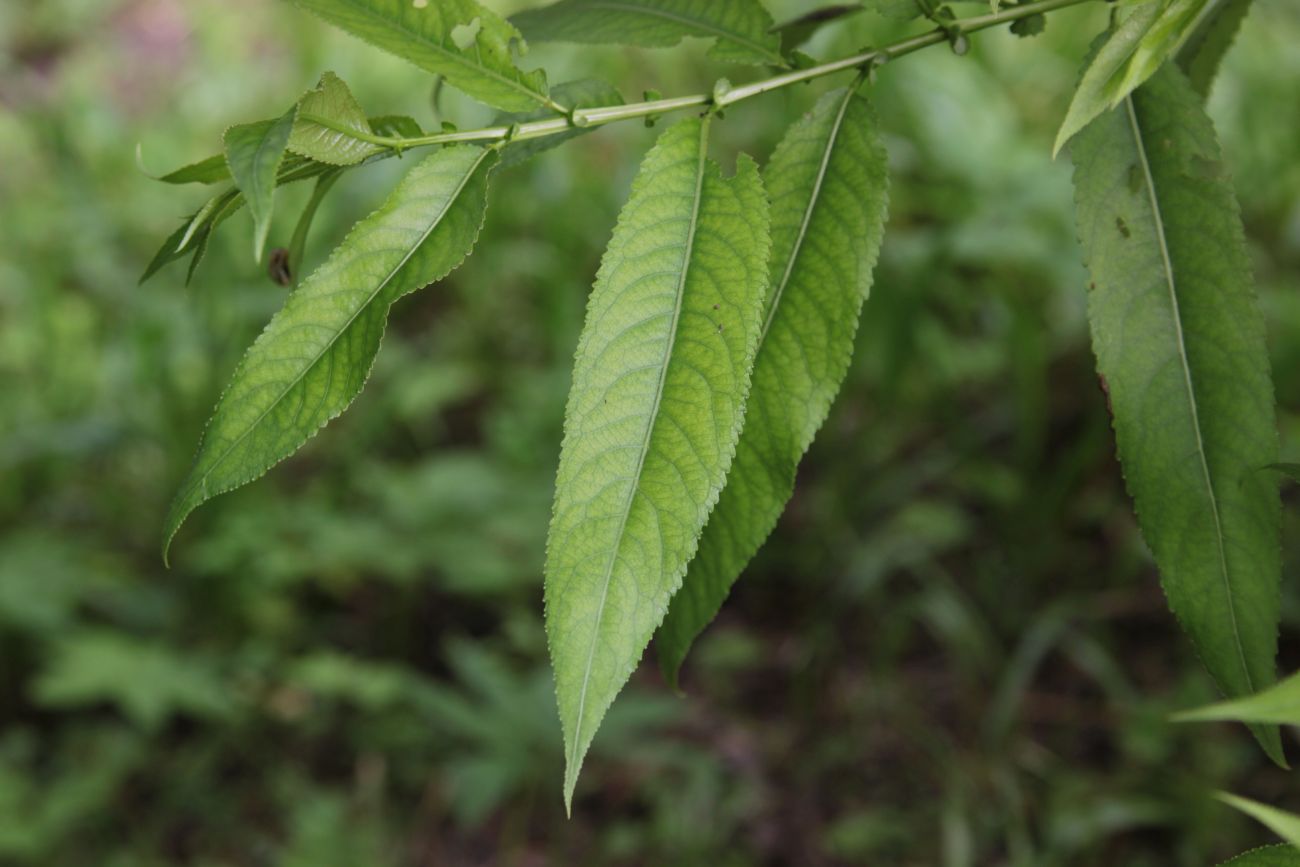 Image of Salix euxina specimen.