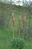 Eremurus azerbajdzhanicus