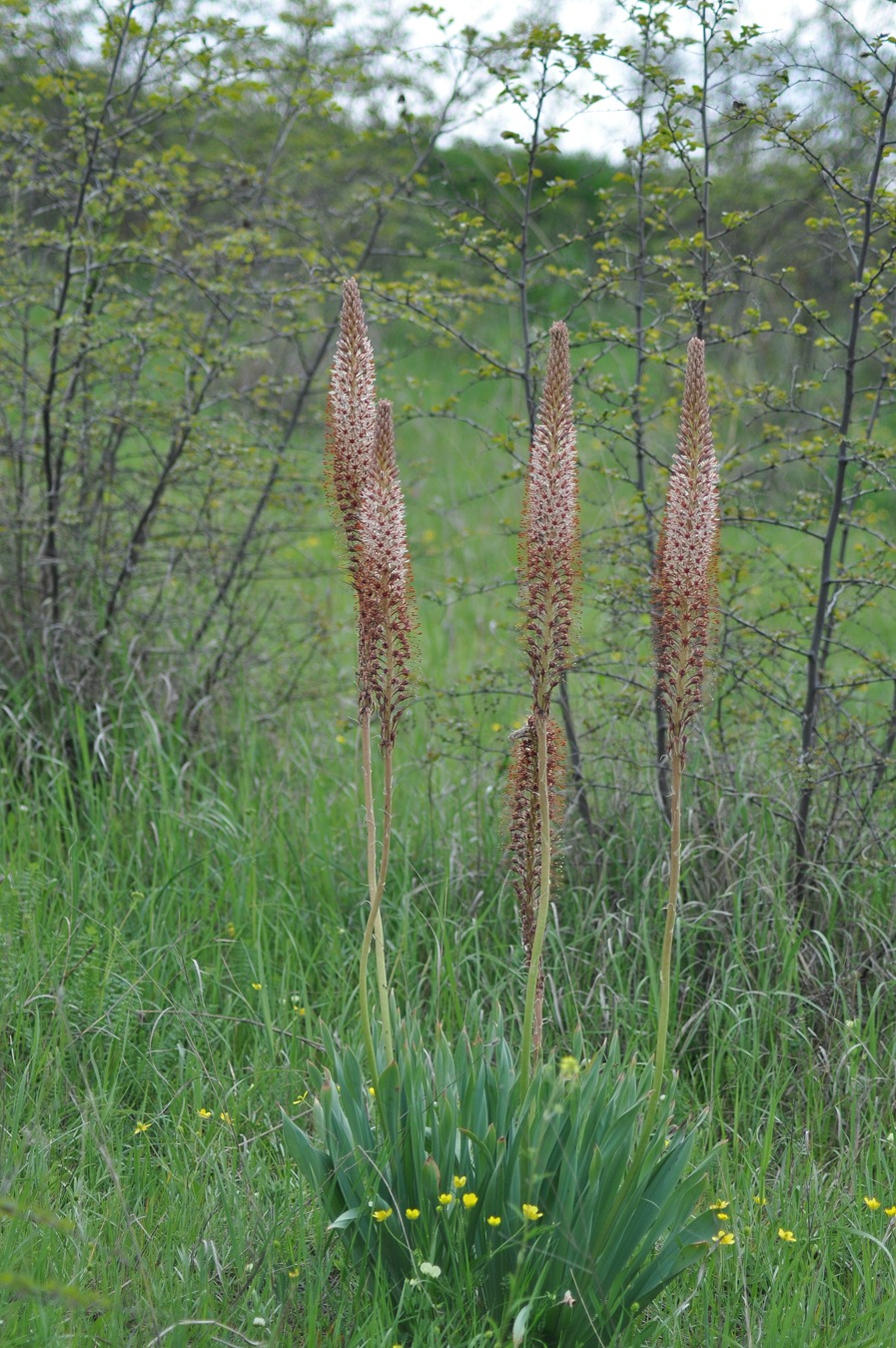 Изображение особи Eremurus azerbajdzhanicus.