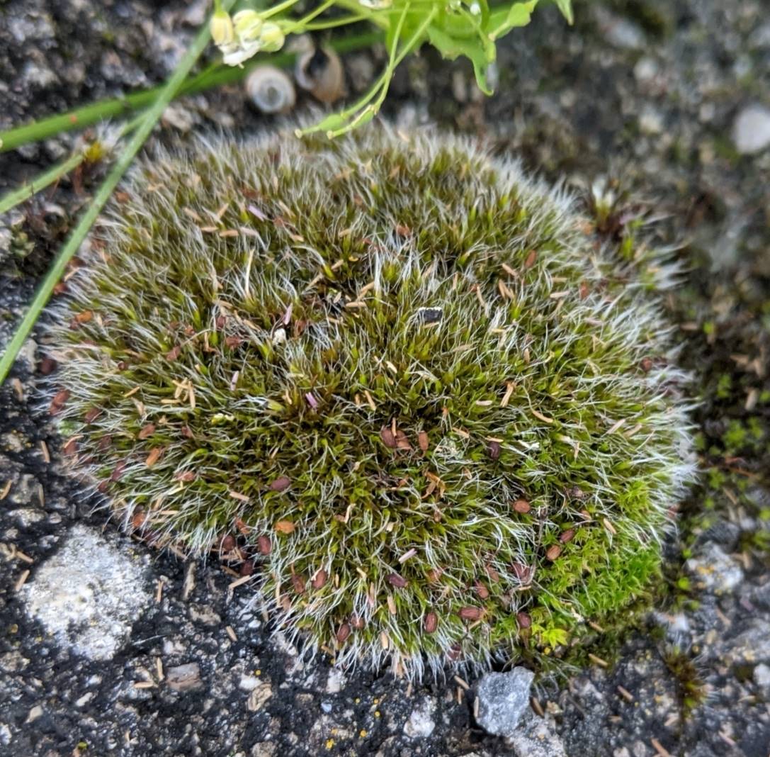 Изображение особи Grimmia pulvinata.