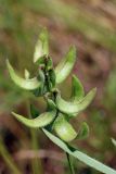 Astragalus campylotrichus