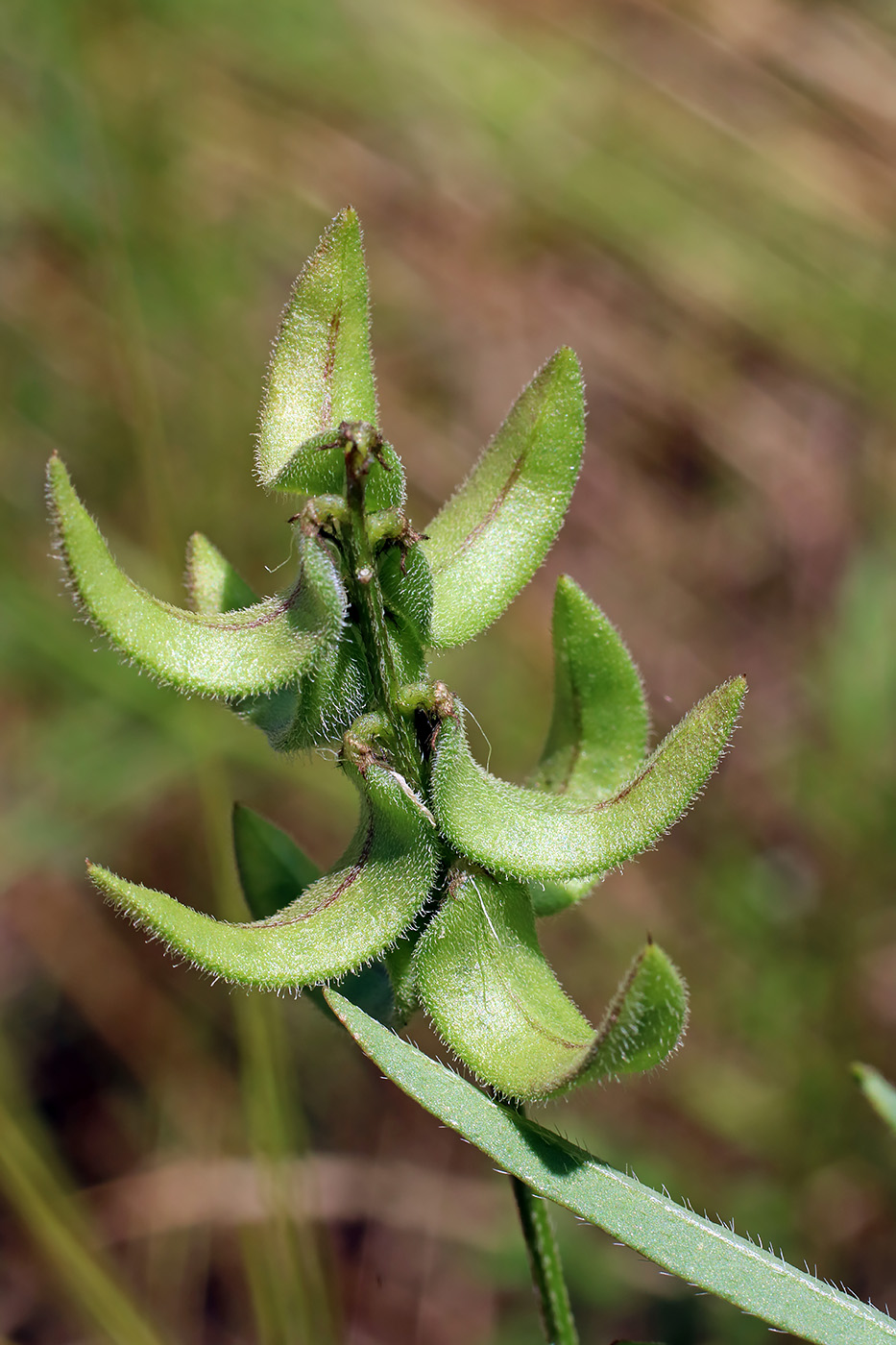 Изображение особи Astragalus campylotrichus.