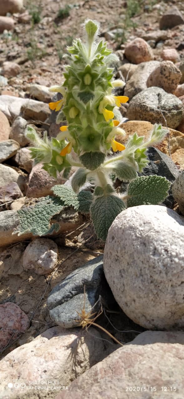 Изображение особи Eremostachys isochila.