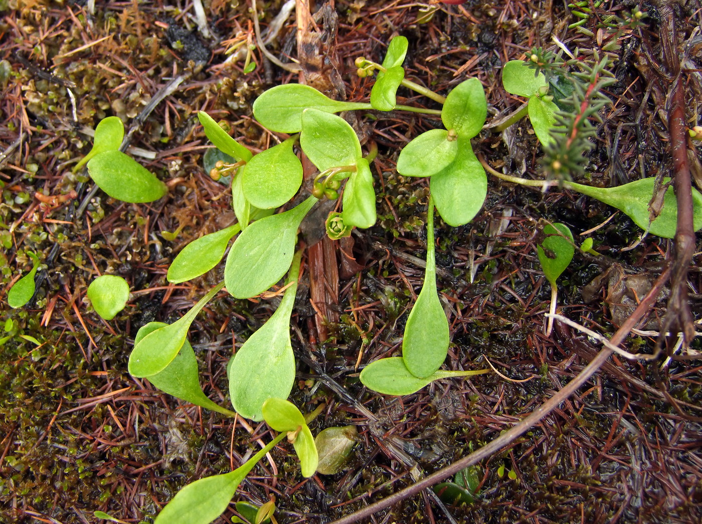 Image of Claytonia sarmentosa specimen.