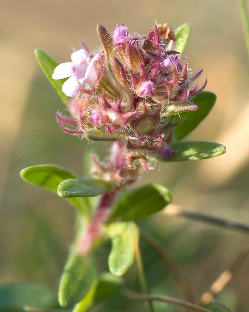 Изображение особи Thymus elenevskyi.