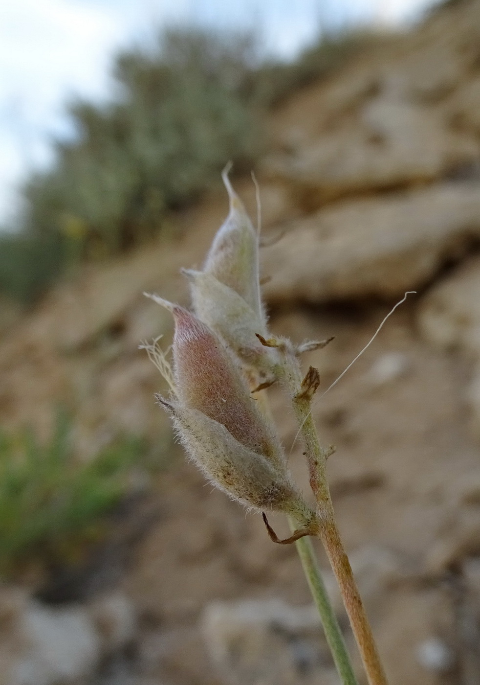 Изображение особи Astragalus saphronovae.