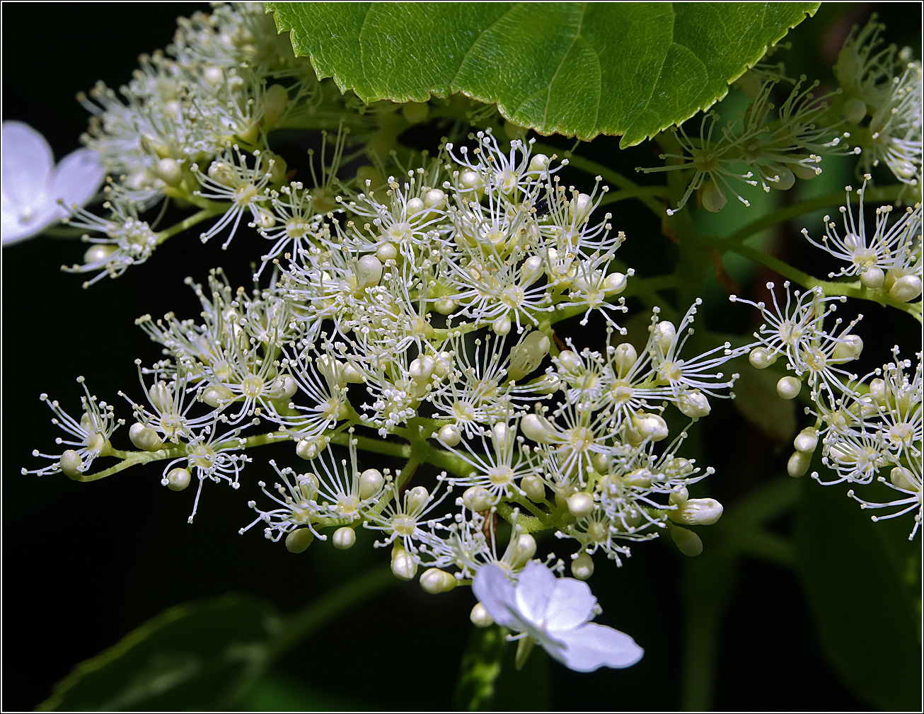 Изображение особи Hydrangea petiolaris.