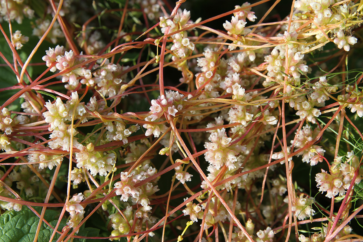 Изображение особи Cuscuta europaea.