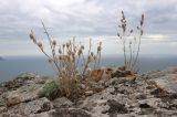 genus Centaurea. Плодоносящее растение. Крым, окр. г. Судак, гора Сокол, в трещине скалы. 25.09.2021.